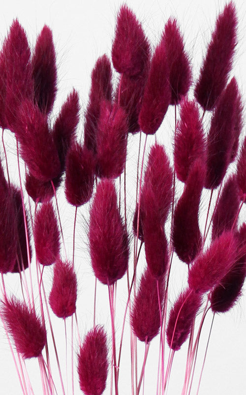 Lagurus bordeaux Bund | Trockenblumen | ca. 50 cm