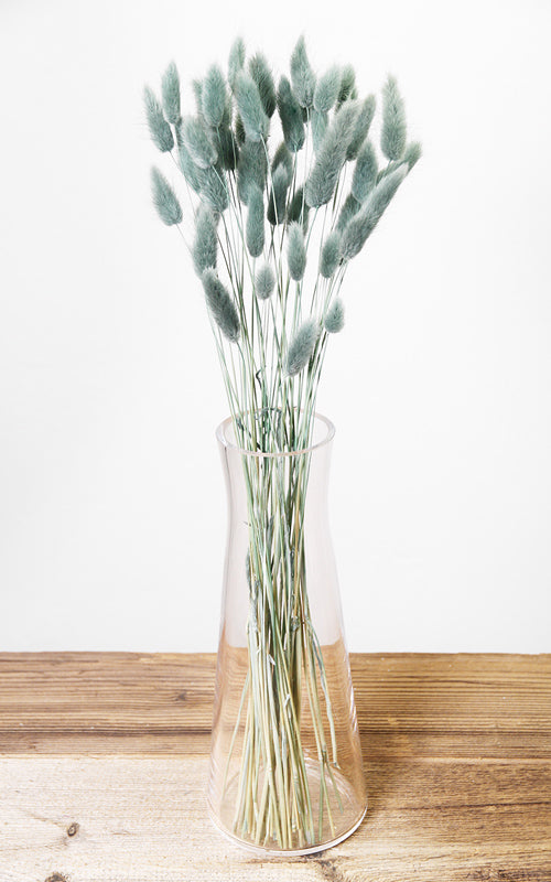 Lagurus aqua Bund | Trockenblumen | ca. 40-50 cm