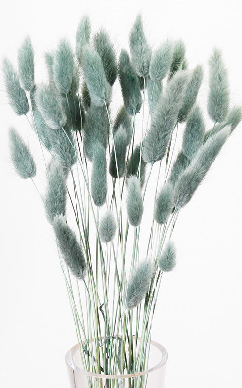 Lagurus Samtgras Trockenblumen