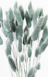 Lagurus aqua Bund | Trockenblumen | ca. 40-50 cm
