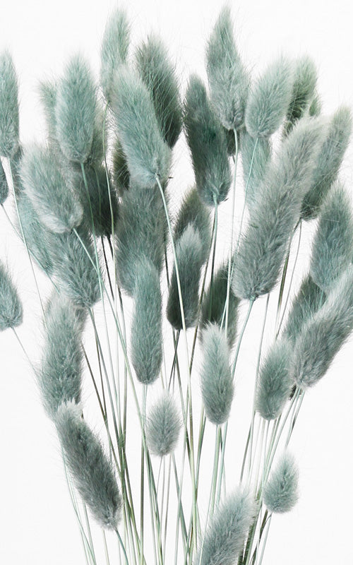 Lagurus aqua Bund | Trockenblumen | ca. 40-50 cm