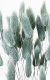 Lagurus aqua Bund | Trockenblumen | ca. 40-50 cm