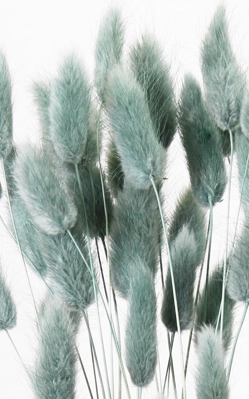Lagurus aqua Bund | Trockenblumen | ca. 40-50 cm