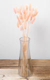 Lagurus apricot Bund | Trockenblumen | ca. 50 cm
