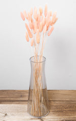 Lagurus apricot Bund | Trockenblumen | ca. 50 cm