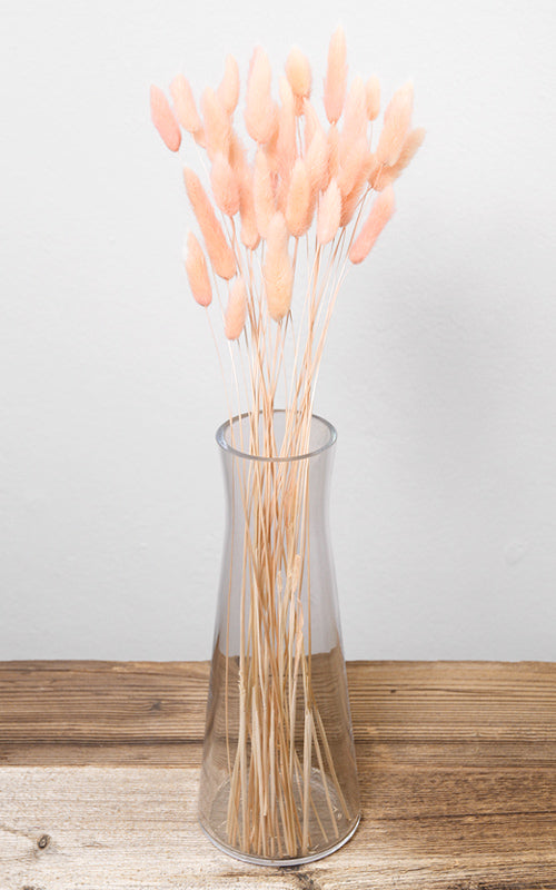 Lagurus apricot Bund | Trockenblumen | ca. 50 cm