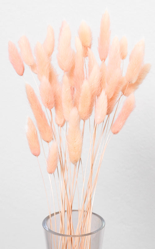 Lagurus Samtgras Trockenblumen