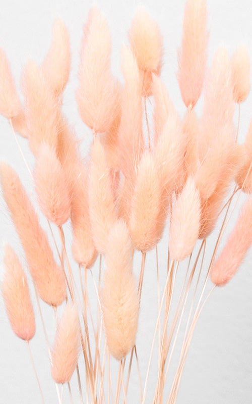 Lagurus apricot Bund | Trockenblumen | ca. 50 cm