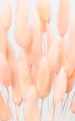 Lagurus apricot Bund | Trockenblumen | ca. 50 cm