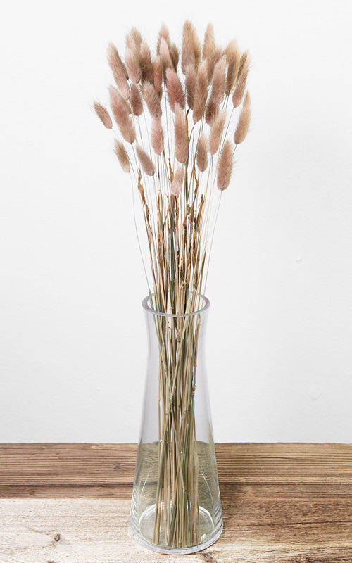 Lagurus hazelnut Bund | Trockenblumen | ca. 50 cm