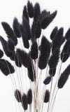 Lagurus schwarz-blau Bund | Trockenblumen | ca. 50 cm