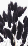 Lagurus schwarz-violett Bund | Trockenblumen | ca. 50 cm