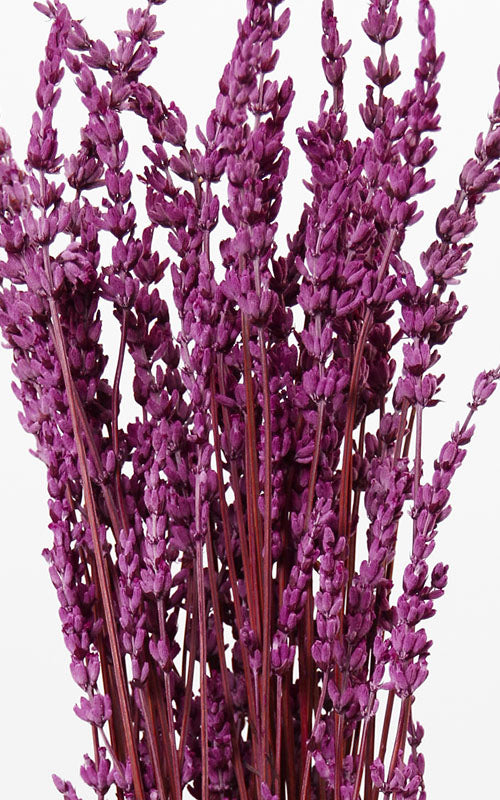 Lavendel violett Bund | ca. 40-50 cm lang