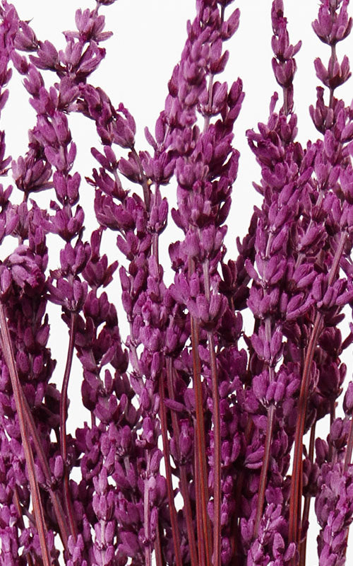 Lavendel violett Bund | ca. 40-50 cm lang