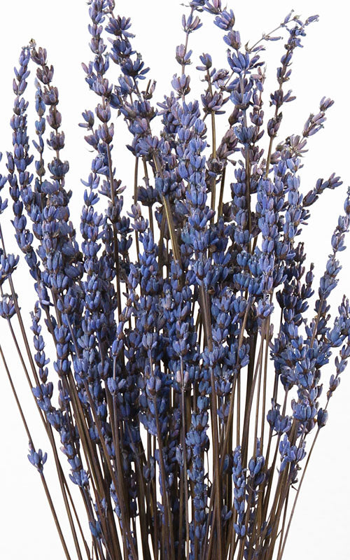 Lavendel indigo