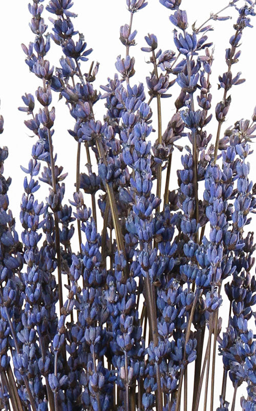 Lavendel indigo