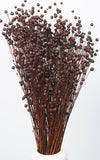 Linum chocolate Bund