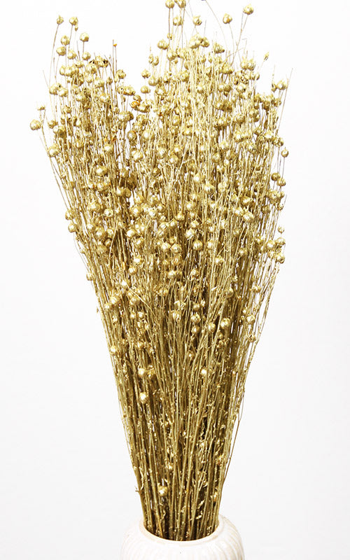 Linum Flachs Trockenblumen