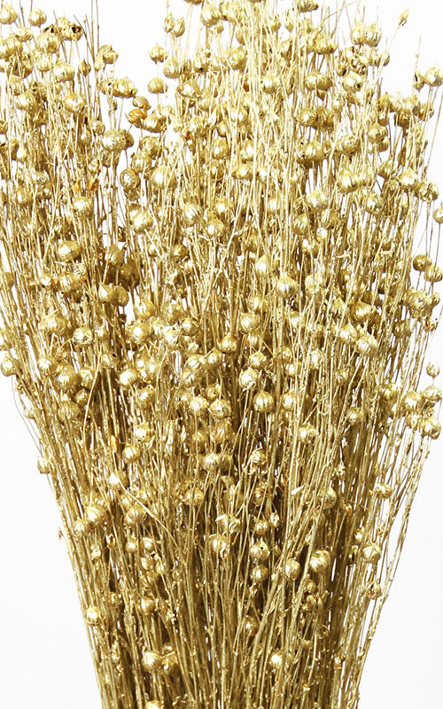 Linum Flachs Trockenblumen