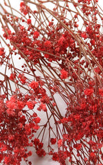 Schleierkraut rot kleiner Bund | Trockenblumen
