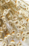 Glixia creme-weiß kleiner Bund | Trockenblumen