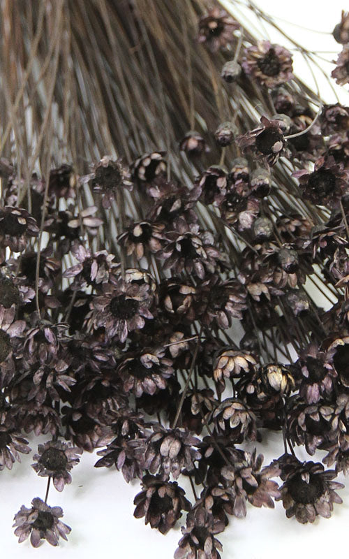Glixia schwarzgrau kleiner Bund | Trockenblumen