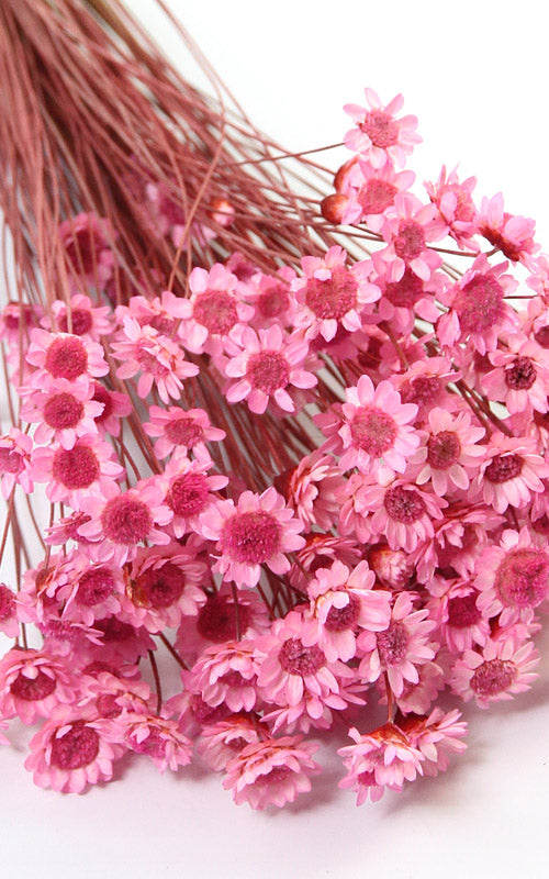 Glixia neon-rosa kleiner Bund | Trockenblumen