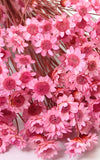Glixia neon-rosa kleiner Bund | Trockenblumen