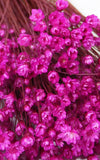 Glixia pink kleiner Bund | Trockenblumen