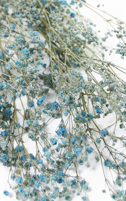 Schleierkraut blaugrau stabilisierte Trockenblumen