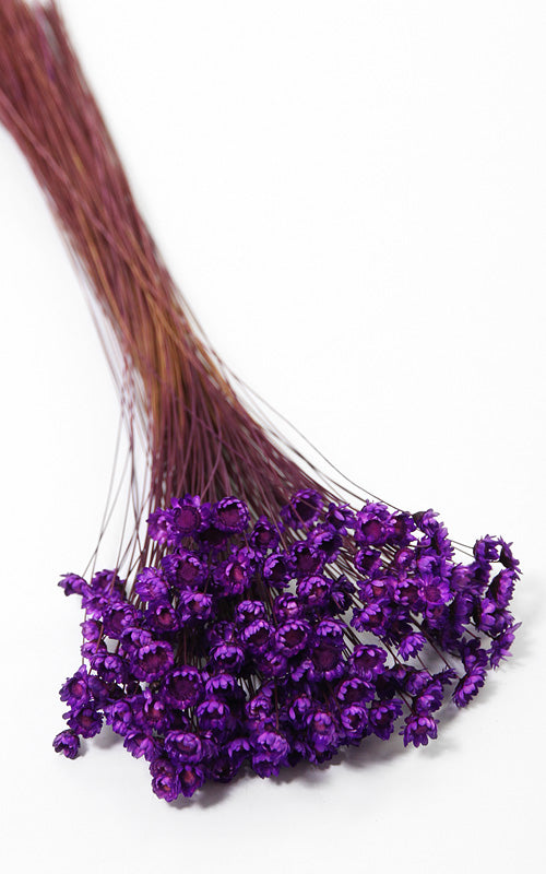 Glixia lila kleiner Bund | Trockenblumen