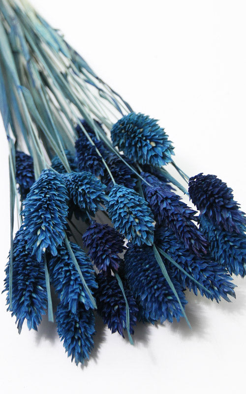 Phalaris dunkelblau kleiner Bund | Trockenblumen | 20 Stiele