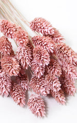 Phalaris rosa washed kleiner Bund | Trockenblumen | 20 Stiele