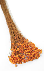 Glixia orange