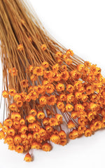 Glixia orange kleiner Bund | Trockenblumen