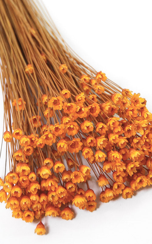 Glixia orange kleiner Bund | Trockenblumen