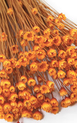 Glixia orange kleiner Bund | Trockenblumen