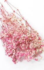 Schleierkraut pink-creme-weiß kleiner Bund | Trockenblumen