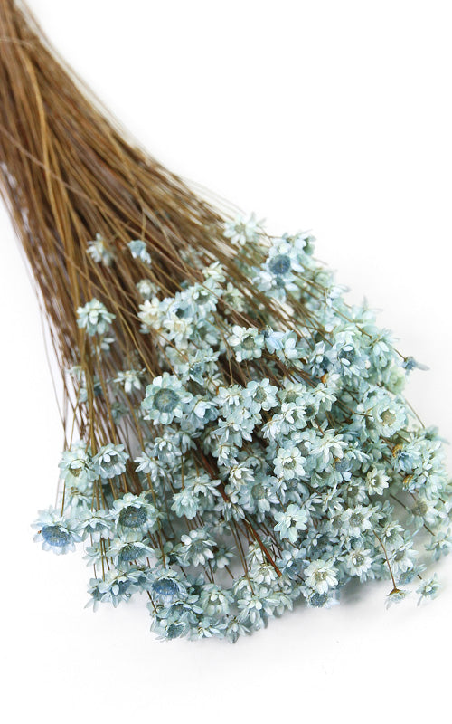 Glixia mint Trockenblumen
