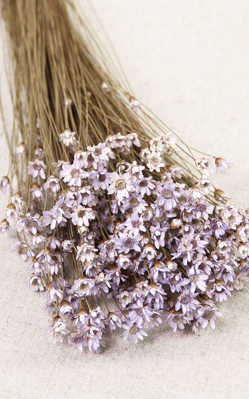 Glixia zartflieder Trockenblumen