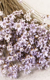 Glixia zartflieder Trockenblumen