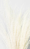 Miscanthus Chinaschilf creme-weiß 4er-Set | Trockenblumen