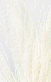 Miscanthus Chinaschilf creme-weiß 4er-Set | Trockenblumen