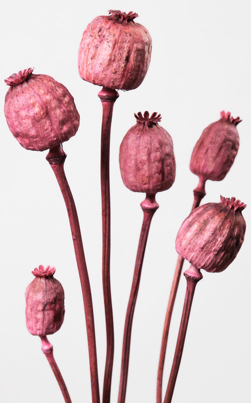 Mohnkapsel rosa | ca. 35-55 cm lang