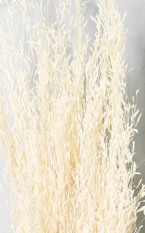 Munnigras creme Bund | Trockenblumen | ca. 50 cm