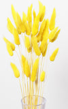 Lagurus Samtgras gelb Trockenblumen