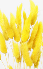 Lagurus Samtgras gelb Trockenblumen