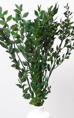 Ruscus dunkelgrün 5 Stiele | 2. Wahl