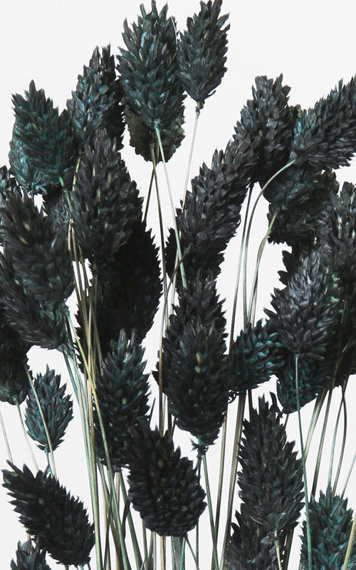 Phalaris Kanariengras Trockenblumen