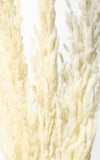 Pampasgras Eryanthus Natur 3er-Set | ca. 90 cm